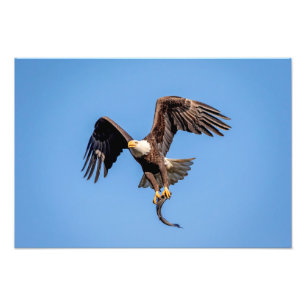 Weißkopfseeadler 19x13 mit einem Fisch Fotodruck