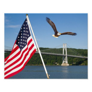 Weißkopfseeadler (Amerikanischer Stolz) Fotodruck