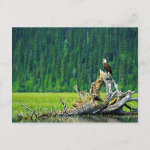 Weißkopfseeadler auf Ast sitzend Postkarte
