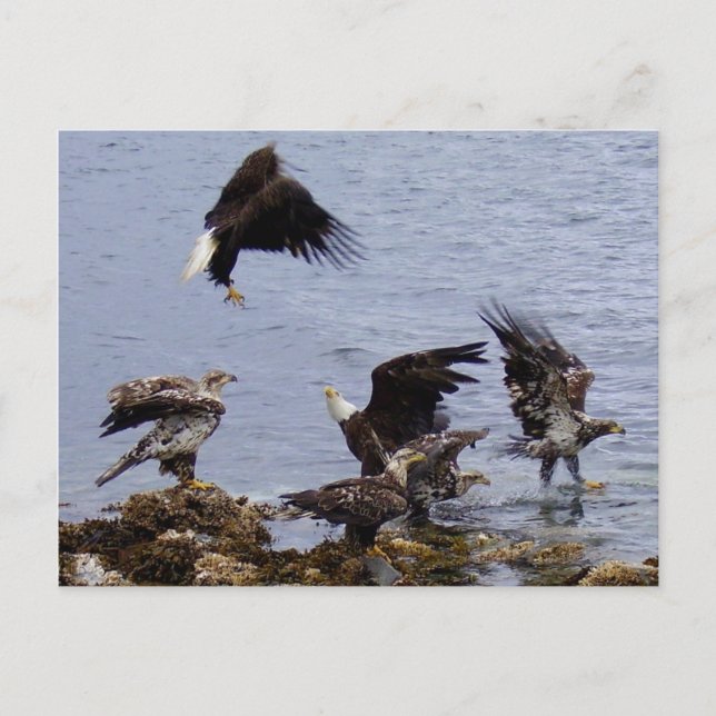 Weißkopfseeadler auf dem Strand, Unalaska Insel Postkarte (Vorderseite)