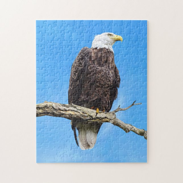 Weißkopfseeadler auf einem Ast sitzend (Vertikal)