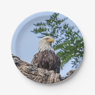 Weißkopfseeadler auf einem Baumast Pappteller