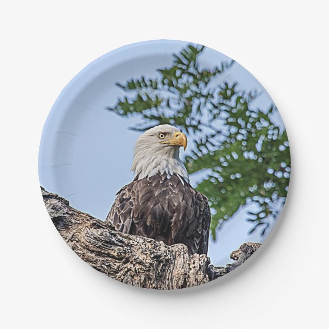 Weißkopfseeadler auf einem Baumast Pappteller (Vorderseite)