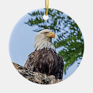 Weißkopfseeadler auf einem Baumzweig Keramik Ornament