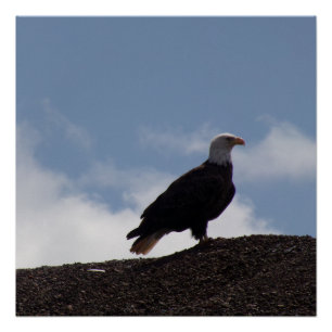 Weißkopfseeadler auf hohem Grund Glänzendes Poster