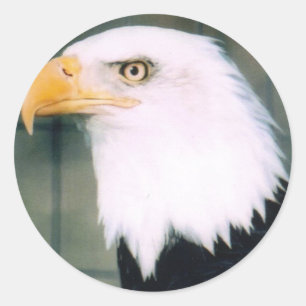 Weißkopfseeadler-Aufkleber Runder Aufkleber