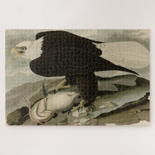 Weißkopfseeadler (Bald Eagle) Audubon Birds of Ame