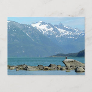 Weißkopfseeadler bei Skagway Alaska Postkarte