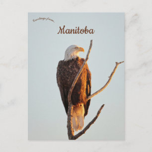 Weißkopfseeadler beobachtet den Sonnenaufgang in M Postkarte