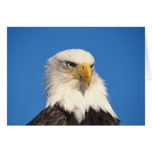 Weißkopfseeadler Blick