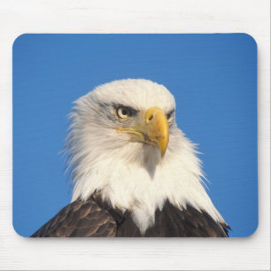 Weißkopfseeadler Blick Mousepad
