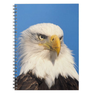 Weißkopfseeadler Blick Notizblock
