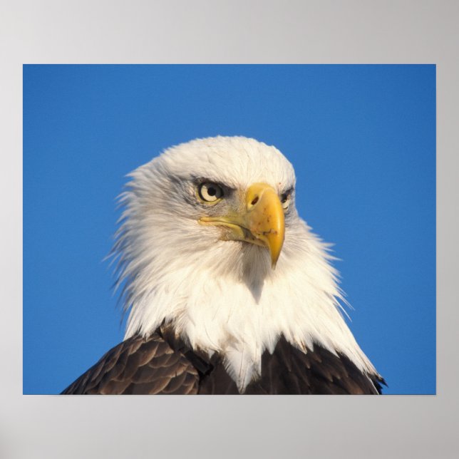 Weißkopfseeadler Blick Poster (Vorne)
