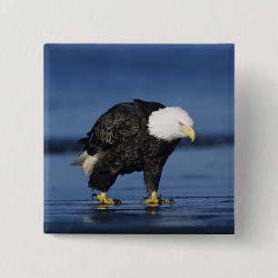Weißkopfseeadler Button