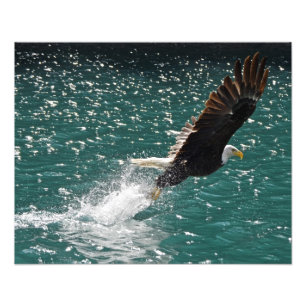 Weißkopfseeadler, der einen Fisch fängt Fotodruck