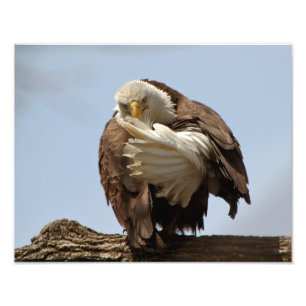 Weißkopfseeadler (Der Vogel gibt den Vogel) Fotodruck
