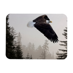 Weißkopfseeadler durch Nebel fliegend Magnet