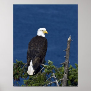 Weißkopfseeadler-Finetskunst-Druck Poster