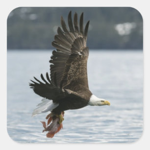 Weißkopfseeadler-Fisch-Wiederherstellung Quadratischer Aufkleber