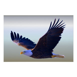 Weißkopfseeadler-Fliegen Poster