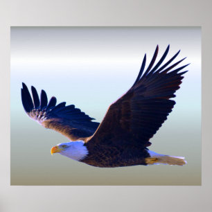 Weißkopfseeadler-Fliegen Poster