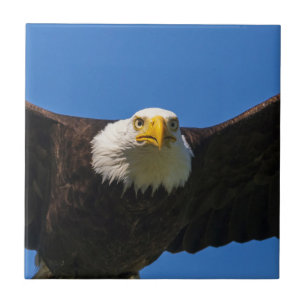 Weißkopfseeadler fliegt ganz nah vorbei fliese