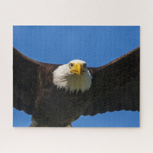 Weißkopfseeadler Flug nah