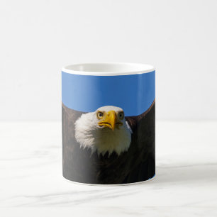 Weißkopfseeadler Flug nah Kaffeetasse