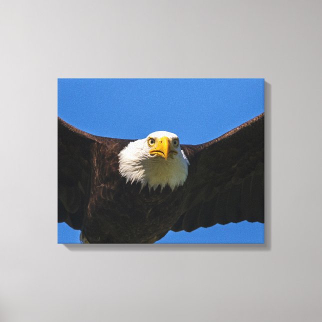 Weißkopfseeadler Flug nah Leinwanddruck (Vorderseite)