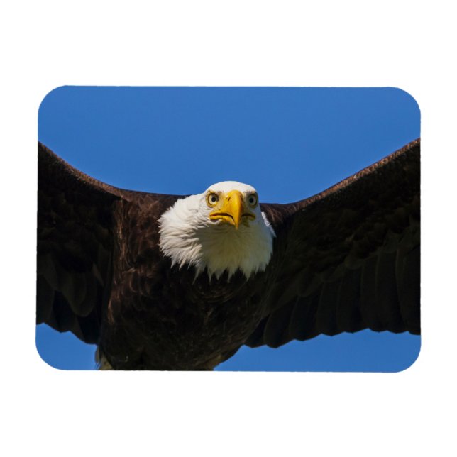 Weißkopfseeadler Flug nah Magnet (Horizontal)