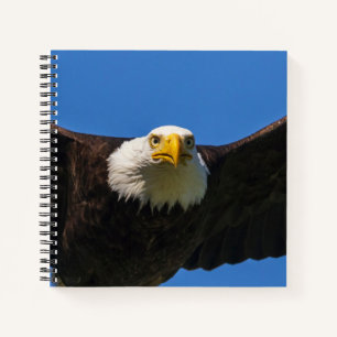 Weißkopfseeadler Flug nah Notizbuch