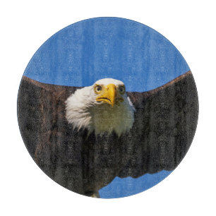 Weißkopfseeadler Flug nah Schneidebrett