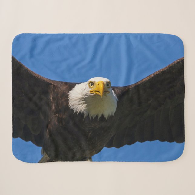 Weißkopfseeadler Flug nah Sherpadecke (Vorderseite (Horizontal))