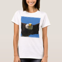 Weißkopfseeadler Flug nah