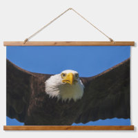 Weißkopfseeadler Flug nah