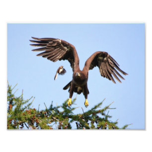 Weißkopfseeadler gejagt durch eine Spottdrossel Fotodruck