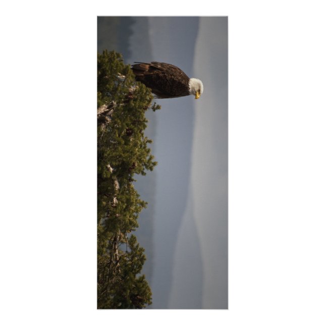 Weißkopfseeadler - Gestell-Karte Werbekarte (Vorne)