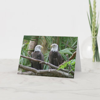 Weißkopfseeadler-Gruß-Karte Karte