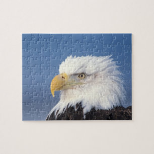 Weißkopfseeadler, Haliaeetus leuccocephalus,