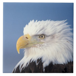 Weißkopfseeadler, Haliaeetus leuccocephalus, Fliese