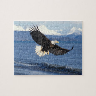 Weißkopfseeadler, Haliaeetus leuccocephalus, im Fl