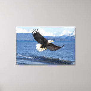Weißkopfseeadler, Haliaeetus leuccocephalus, im Fl Leinwanddruck