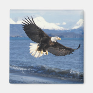 Weißkopfseeadler, Haliaeetus leuccocephalus, im Fl Magnet