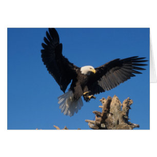 Weißkopfseeadler, Haliaeetus leuccocephalus, lande