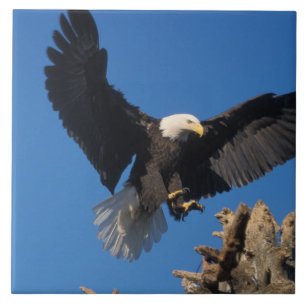Weißkopfseeadler, Haliaeetus leuccocephalus, lande Fliese