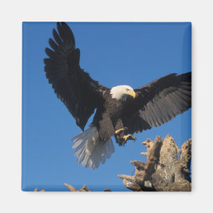 Weißkopfseeadler, Haliaeetus leuccocephalus, lande Magnet