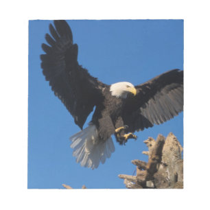Weißkopfseeadler, Haliaeetus leuccocephalus, lande Notizblock
