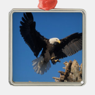 Weißkopfseeadler, Haliaeetus leuccocephalus, lande Ornament Aus Metall