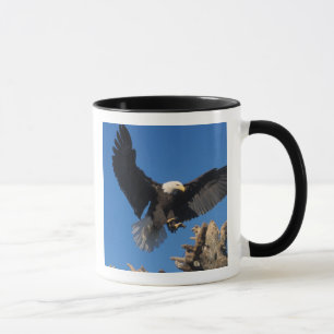 Weißkopfseeadler, Haliaeetus leuccocephalus, lande Tasse