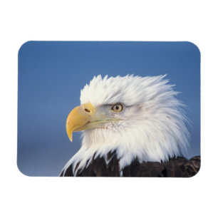 Weißkopfseeadler, Haliaeetus leuccocephalus, Magnet